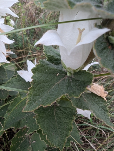 Campanula alliariifolia, photograph 5
