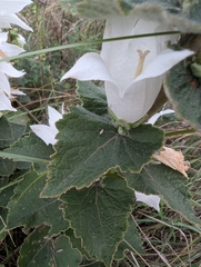 Campanula alliariifolia, photograph (c) Mikhail Morozov, some rights reserved (CC BY)