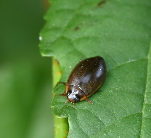 Cosmopolitan Diving Beetle, Hoenderloo, Nederland, photo 10 of 10