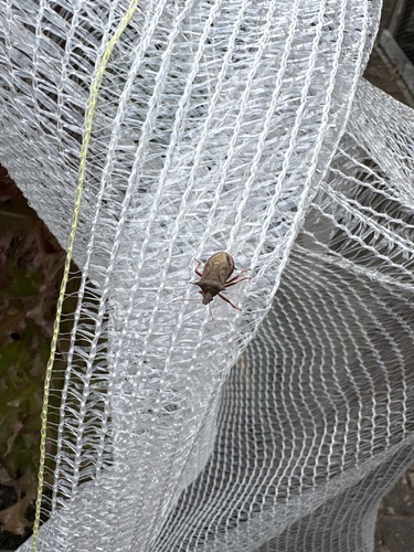 Spiny Shield Bug