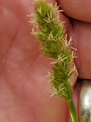 Carex aggregata