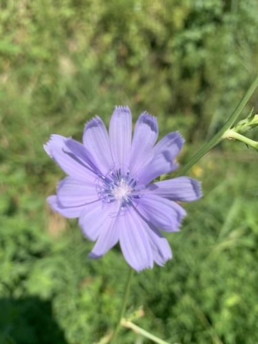 chicory