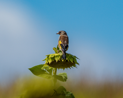 European Goldfinch