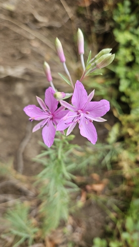 Rosemary-leaved Willowherb