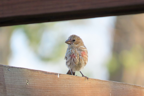 House Finch