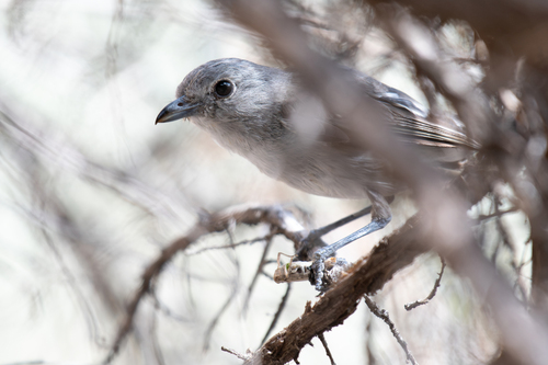 Gray Vireo