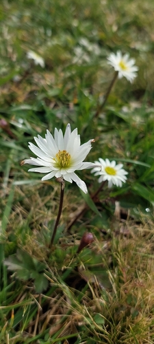 Anemone decapetala, photograph 6