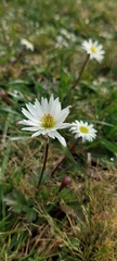 Anemone decapetala, photograph (c) Lauu, some rights reserved (CC BY)