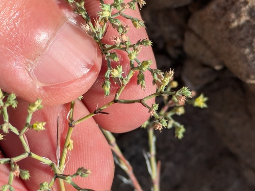 Paronychia jamesii, photograph 5