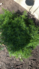 Coreopsis verticillata