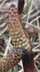 Equisetum arvense image