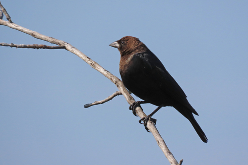 Brown-headed Cowbird