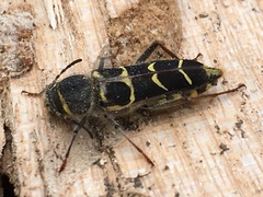 Neoclytus caprea