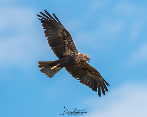 Western Marsh Harrier