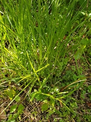 Carex aggregata