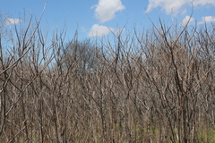 Rhus × borealis
