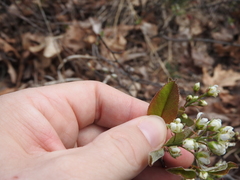 Amelanchier nantucketensis