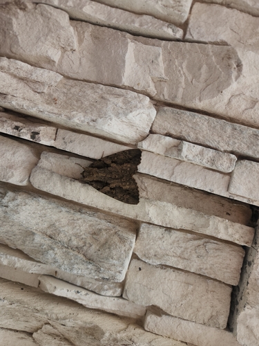 Sweetheart Underwing