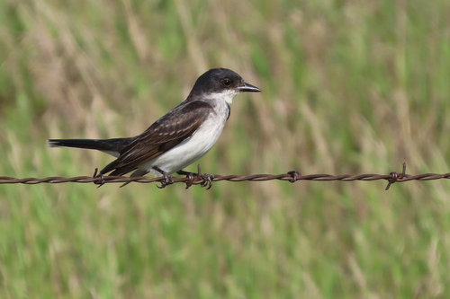 Eastern Kingbird