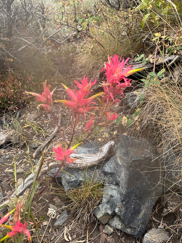 Wyoming Paintbrush