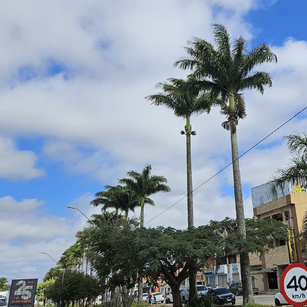 Roystonea oleracea, Planalto Av. John Kenedy - Planalto, BA, 45190-000, Brasil