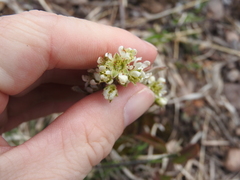 Amelanchier nantucketensis