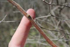 Rhus × borealis
