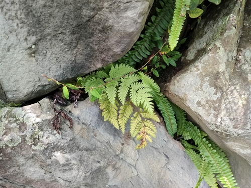 Tectaria membranacea observed 2026-08-29