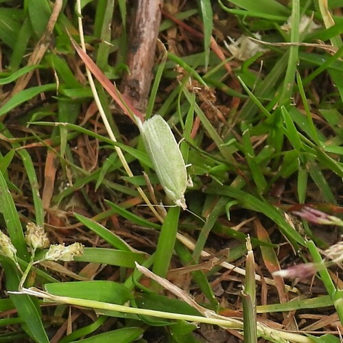 Green Oak Tortrix, Wateren, Netherlands, photo 8 of 10