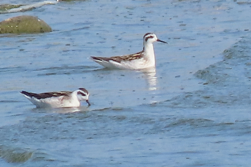 Red-necked Phalarope