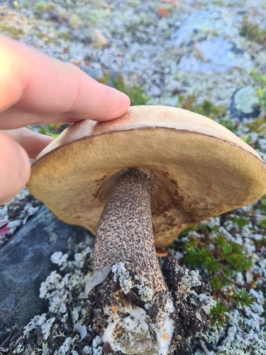 Brown Birch-bolete