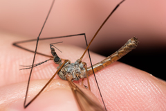 Tipula hortorum