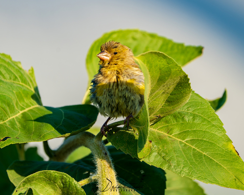 European Greenfinch