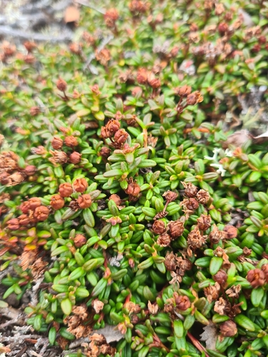 alpine azalea