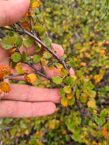 Dwarf Birch