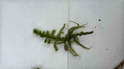 rough goose neck moss