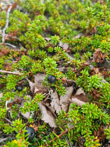 black crowberry