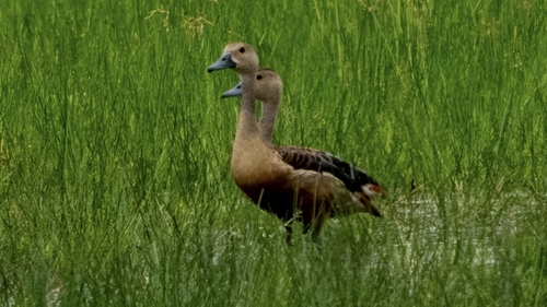 Lesser Whistling-Duck