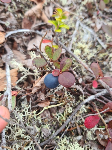 bog bilberry