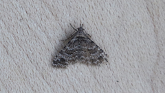 Alucita montana