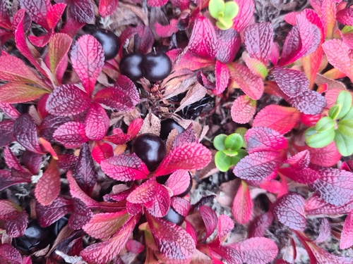 alpine bearberry