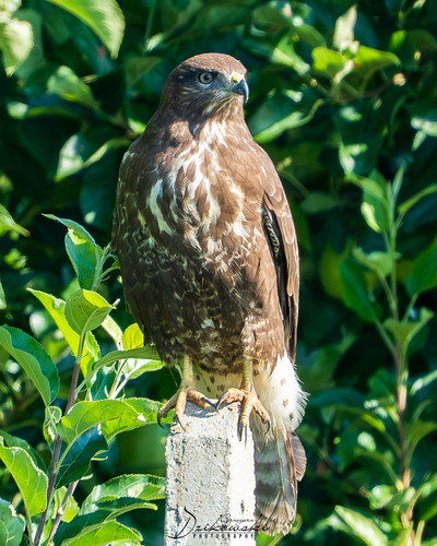 Common Buzzard