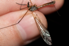 Tipula hortorum