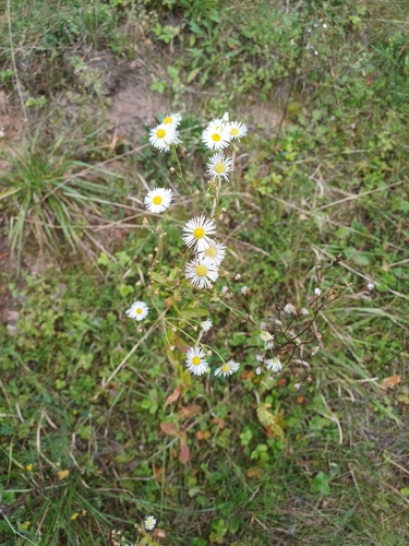 annual fleabane