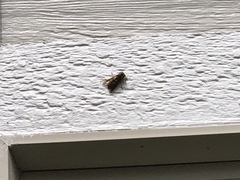 Vespula pensylvanica