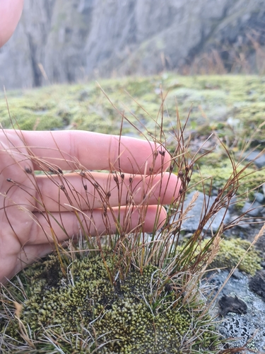 highland rush