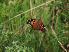 Painted Lady Painted Lady
