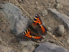 Small Tortoiseshell Small Tortoiseshell