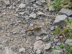 Black Darter Black Darter