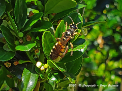 Myzinum carolinianum